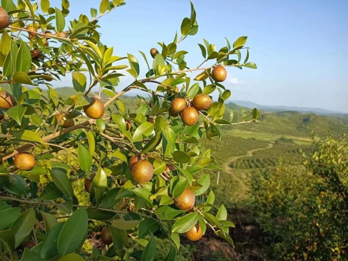 1752025080675856.jpeg 2207151626101610605221.jpeg